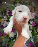 Nelson, a male Aussiedoodle for sale in Ellsinore, MO – 3 of 4