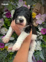 Nellie, a female Aussiedoodle for sale in Ellsinore, MO – 2 of 4