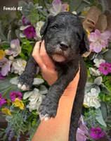 Nina, a female Aussiedoodle for sale in Ellsinore, MO – 3 of 4