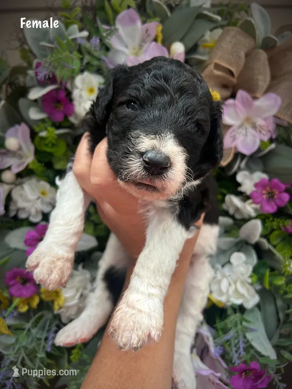 Nellie – Aussiedoodle puppy for sale in Ellsinore, MO