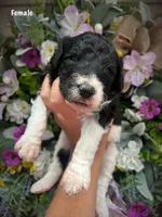 Nellie, a female Aussiedoodle for sale in Ellsinore, MO – 1 of 4