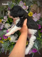 Nellie, a female Aussiedoodle for sale in Ellsinore, MO – 4 of 4