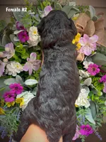 Nina, a female Aussiedoodle for sale in Ellsinore, MO – 2 of 4