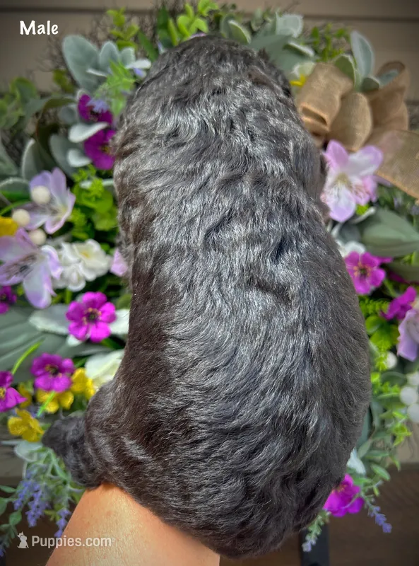 Nash – Aussiedoodle puppy for sale in Ellsinore, MO
