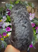 Nash, a male Aussiedoodle for sale in Ellsinore, MO – 1 of 5