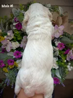 Nelson, a male Aussiedoodle for sale in Ellsinore, MO – 2 of 4