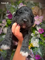 Nola, a female Aussiedoodle for sale in Ellsinore, MO – 2 of 4
