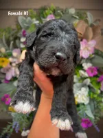 Nola, a female Aussiedoodle for sale in Ellsinore, MO – 4 of 4