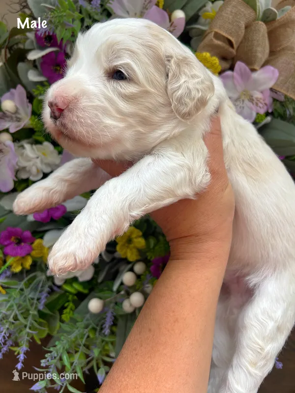 Nelson – Aussiedoodle puppy for sale in Ellsinore, MO