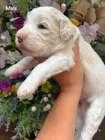Nelson, a male Aussiedoodle for sale in Ellsinore, MO – 1 of 4