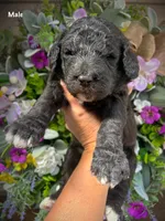 Nash, a male Aussiedoodle for sale in Ellsinore, MO – 4 of 5