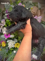 Nola, a female Aussiedoodle for sale in Ellsinore, MO – 3 of 4
