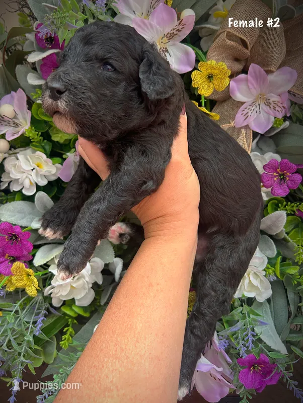 Nina – Aussiedoodle puppy for sale in Ellsinore, MO