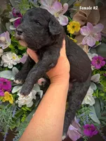 Nina, a female Aussiedoodle for sale in Ellsinore, MO – 1 of 4