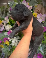Nina, a female Aussiedoodle for sale in Ellsinore, MO – 4 of 4
