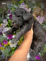 Nash, a male Aussiedoodle for sale in Ellsinore, MO – 3 of 5