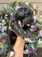 Nash, a male Aussiedoodle for sale in Ellsinore, MO – 5 of 5