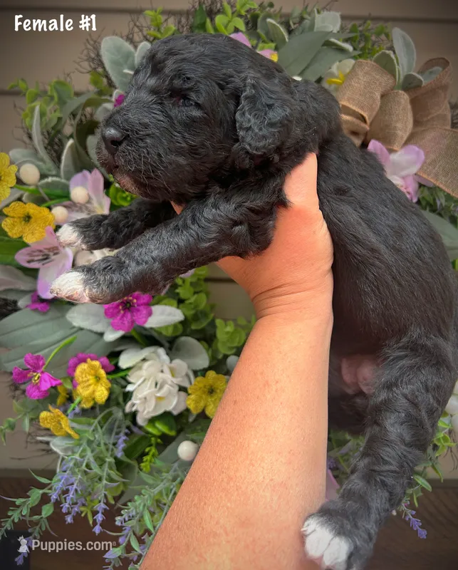 Nola – Aussiedoodle puppy for sale in Ellsinore, MO