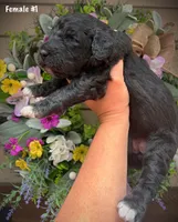 Nola, a female Aussiedoodle for sale in Ellsinore, MO – 1 of 4