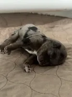 processed/64c3ef03-e555-4c39-a0b6-5136374908e1/listing/77965cef-07b8-49a5-9f1b-5220e3c69637/4ea30597-df49-445c-9c00-d7b51655019d