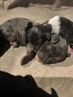 processed/64c3ef03-e555-4c39-a0b6-5136374908e1/listing/77965cef-07b8-49a5-9f1b-5220e3c69637/8f3c2200-787b-4e81-92a5-3dc61130d7d9