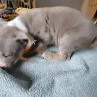 TRI, a male American Pit Bull Terrier for sale in Washington, DC – Photo 4 of 5