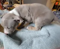 TRI, a male American Bully for sale in Washington, DC – Photo 3 of 5