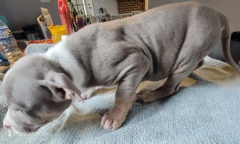 TRI – American Pit Bull Terrier puppy for sale in Washington, DC