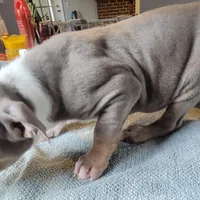 TRI, a male American Pit Bull Terrier for sale in Washington, DC – Photo 1 of 5