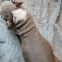 TRI, a male American Pit Bull Terrier for sale in Washington, DC – Photo 5 of 5