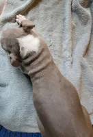 TRI, a male American Bully for sale in Washington, DC – Photo 5 of 5