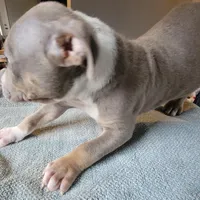 TRI, a male American Pit Bull Terrier for sale in Washington, DC – Photo 2 of 5