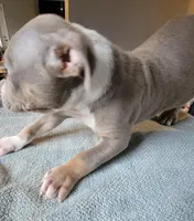 TRI, a male American Bully for sale in Washington, DC – Photo 4 of 5