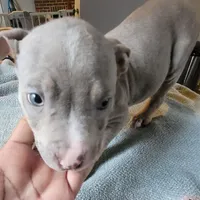 TRI, a male American Pit Bull Terrier for sale in Washington, DC – Photo 3 of 5