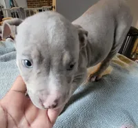 TRI, a male American Bully for sale in Washington, DC – Photo 1 of 5