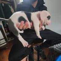 Batman, a male American Pit Bull Terrier for sale in Washington, DC – Photo 4 of 7