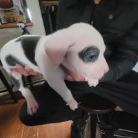 Batman, a male American Pit Bull Terrier for sale in Washington, DC – Photo 3 of 7