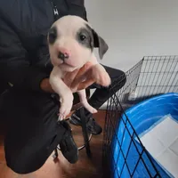 Batman, a male American Pit Bull Terrier for sale in Washington, DC – Photo 6 of 7