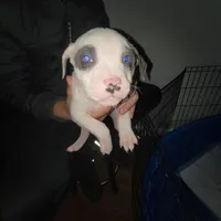 Batman, a male American Pit Bull Terrier for sale in Washington, DC – Photo 5 of 7