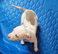 KIMBA, a male American Pit Bull Terrier for sale in Washington, DC – Photo 5 of 6