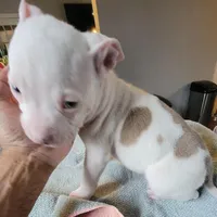 Napoleon , a male American Pit Bull Terrier for sale in Washington, DC – Photo 1 of 6