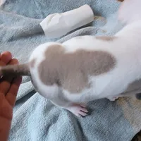 Napoleon , a male American Pit Bull Terrier for sale in Washington, DC – Photo 6 of 6