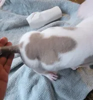 Napoleon , a male American Bully for sale in Washington, DC – Photo 3 of 6