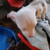 Napoleon , a male American Pit Bull Terrier for sale in Washington, DC – Photo 3 of 6