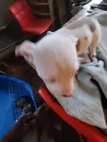 Napoleon , a male American Bully for sale in Washington, DC – Photo 6 of 6