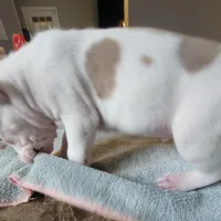 Napoleon , a male American Pit Bull Terrier for sale in Washington, DC – Photo 2 of 6