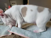 Napoleon , a male American Bully for sale in Washington, DC – Photo 4 of 6