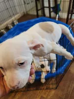 KIMBA, a male American Pit Bull Terrier for sale in Washington, DC – Photo 3 of 3