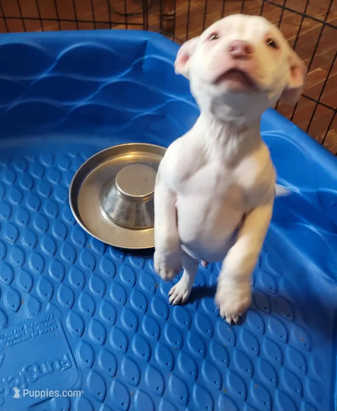 KIMBA – American Pit Bull Terrier puppy for sale in Washington, DC