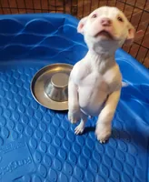 KIMBA, a male American Pit Bull Terrier for sale in Washington, DC – Photo 1 of 6